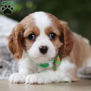 Lucas, Cavalier King Charles Spaniel Puppy