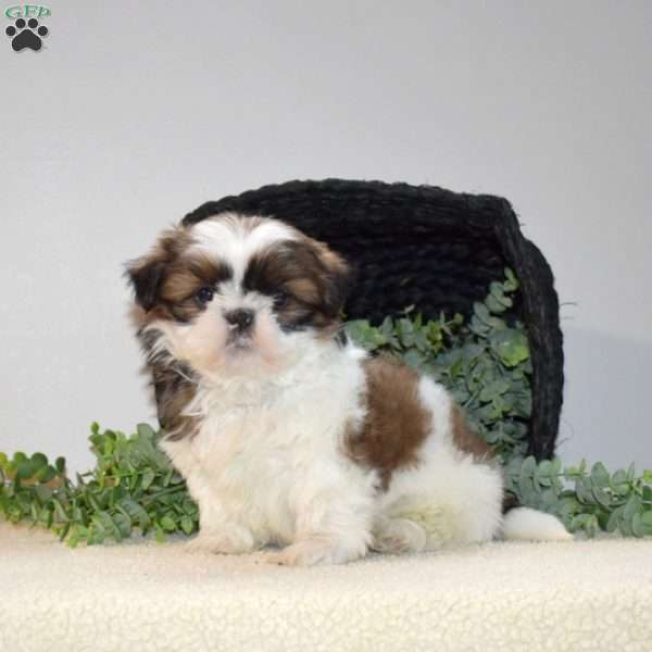 Lucky, Shih Tzu Puppy