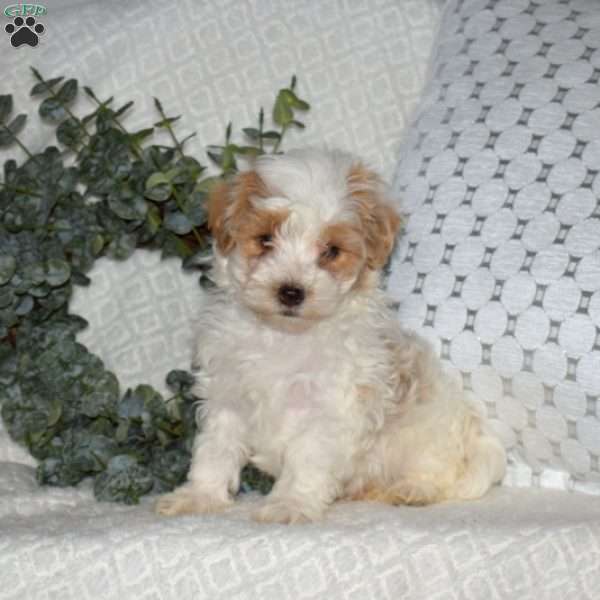 Lucky, Maltipoo Puppy