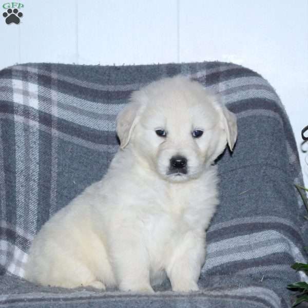 Lucky, English Cream Golden Retriever Puppy