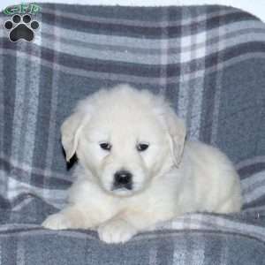 Lucky, English Cream Golden Retriever Puppy