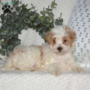 Lucky, Maltipoo Puppy