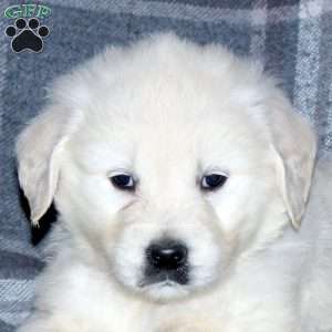 Lucky, English Cream Golden Retriever Puppy