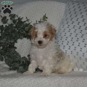 Lucky, Maltipoo Puppy