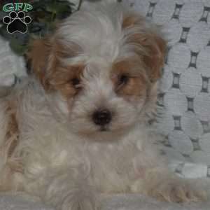 Lucky, Maltipoo Puppy