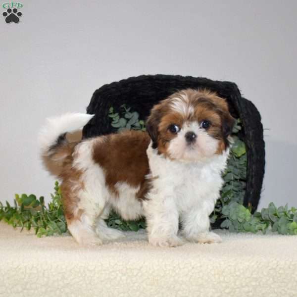 Lucy, Shih Tzu Puppy