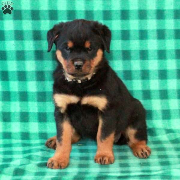 Lucy, Rottweiler Puppy