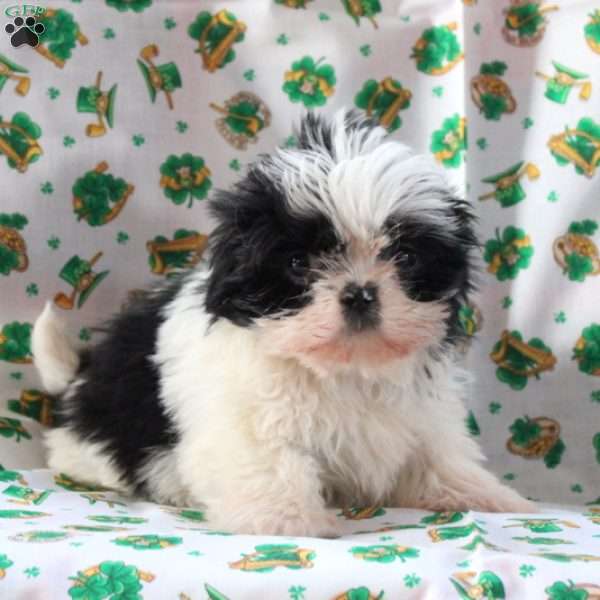 Lucy, Shih Tzu Puppy