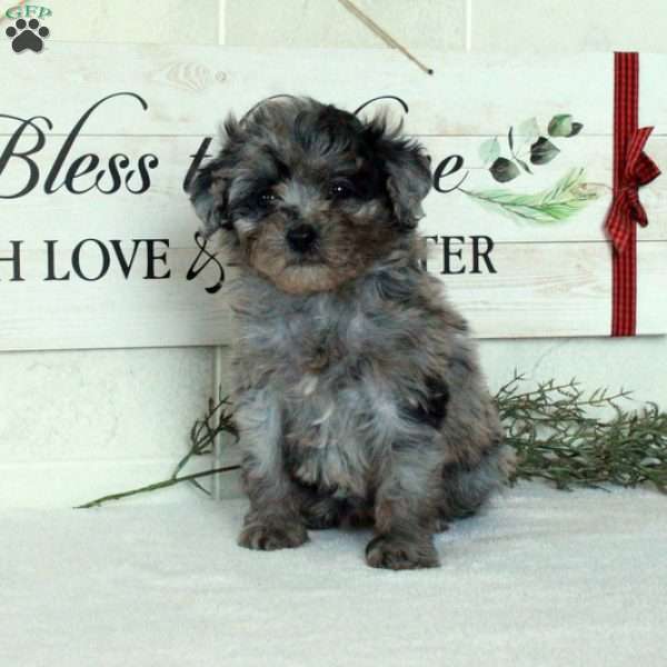 Lucy, Miniature Poodle Puppy