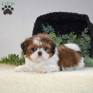 Lucy, Shih Tzu Puppy