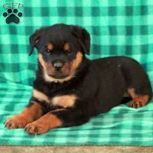 Lucy, Rottweiler Puppy