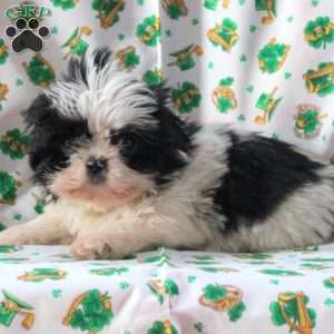 Lucy, Shih Tzu Puppy