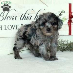 Lucy, Miniature Poodle Puppy