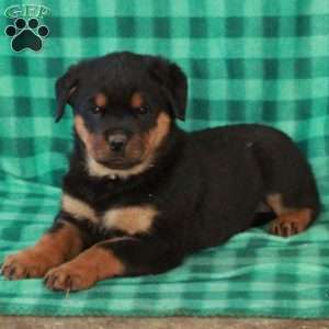 Lucy, Rottweiler Puppy