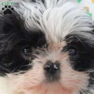 Lucy, Shih Tzu Puppy