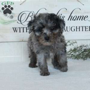 Lucy, Miniature Poodle Puppy