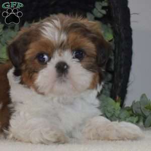 Lucy, Shih Tzu Puppy