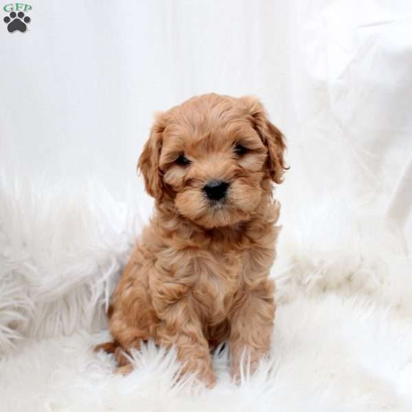 Lucy, Cavapoo Puppy