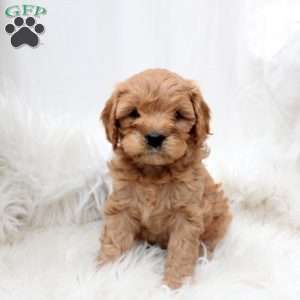 Lucy, Cavapoo Puppy