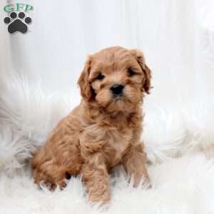 Lucy, Cavapoo Puppy