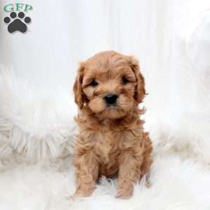 Lucy, Cavapoo Puppy