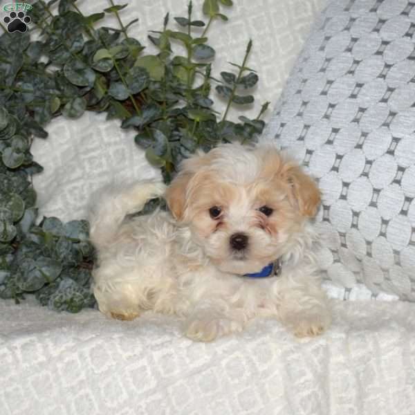 Luigi, Maltipoo Puppy