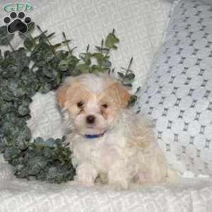 Luigi, Maltipoo Puppy