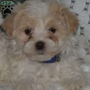 Luigi, Maltipoo Puppy