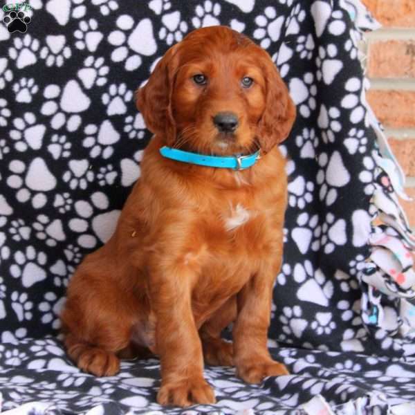 Luke, Irish Setter Puppy