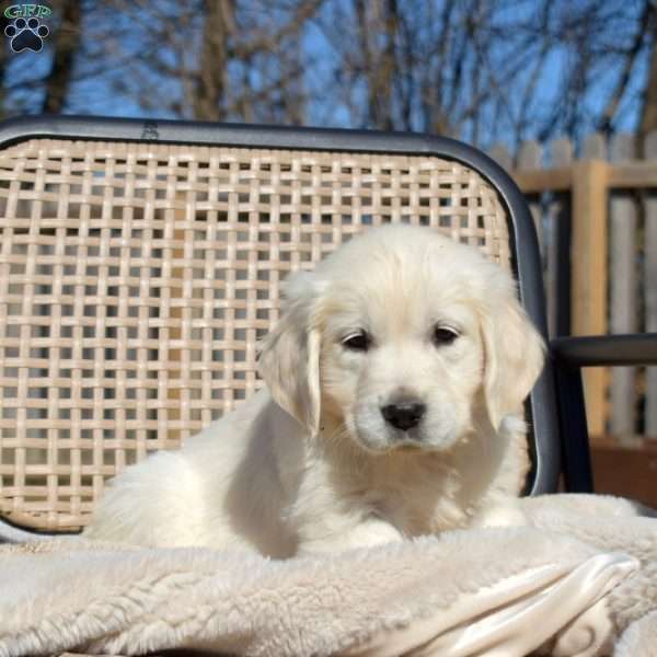 Luna, English Cream Golden Retriever Puppy