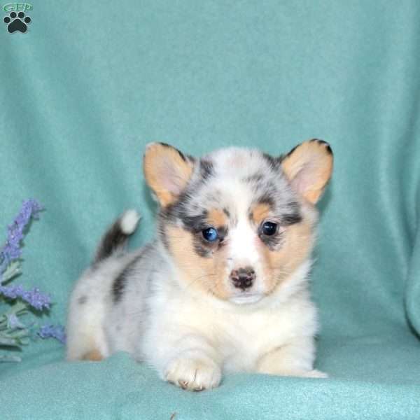 Luna, Pembroke Welsh Corgi Puppy