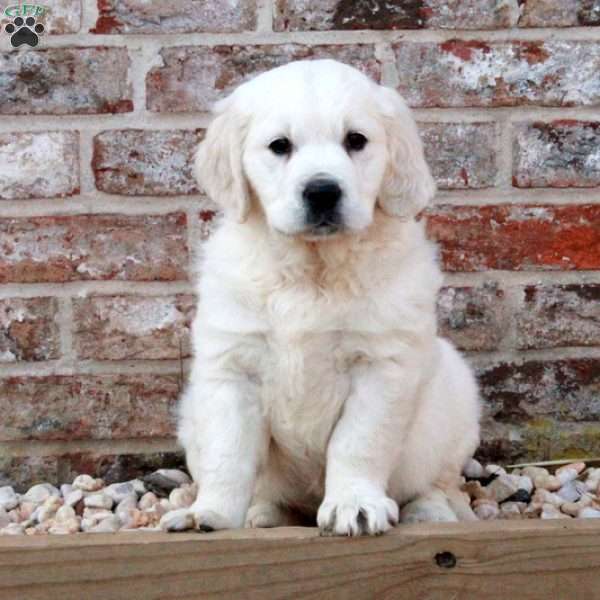 Luna, English Cream Golden Retriever Puppy