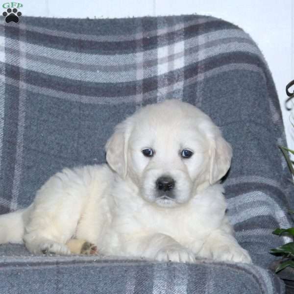 Luna, English Cream Golden Retriever Puppy