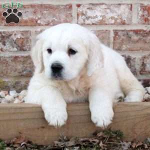 Luna, English Cream Golden Retriever Puppy