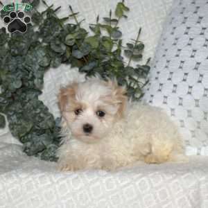 Luna, Maltipoo Puppy