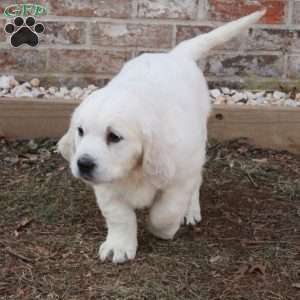 Luna, English Cream Golden Retriever Puppy