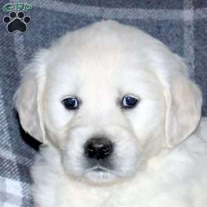 Luna, English Cream Golden Retriever Puppy