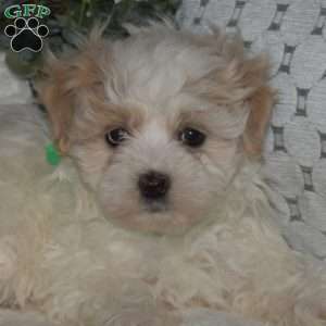 Luna, Maltipoo Puppy