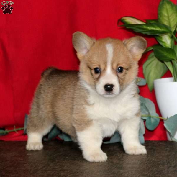 Lylah, Pembroke Welsh Corgi Puppy