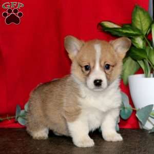 Lylah, Pembroke Welsh Corgi Puppy