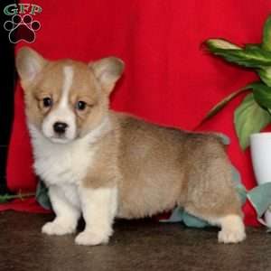 Lylah, Pembroke Welsh Corgi Puppy