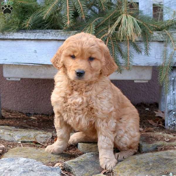 Mable, Golden Retriever Puppy