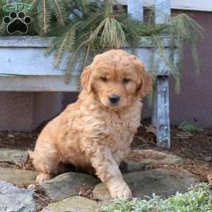 Mable, Golden Retriever Puppy