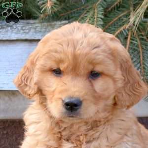 Mable, Golden Retriever Puppy