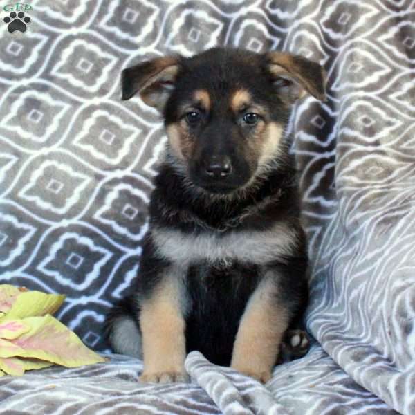 Macie, German Shepherd Puppy