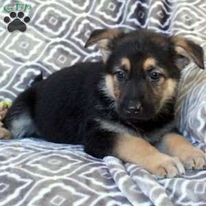 Macie, German Shepherd Puppy