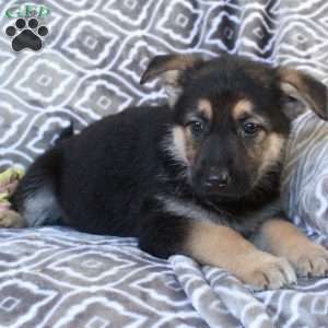 Macie, German Shepherd Puppy