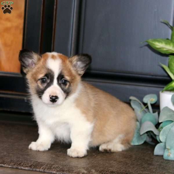 Macy, Pembroke Welsh Corgi Puppy