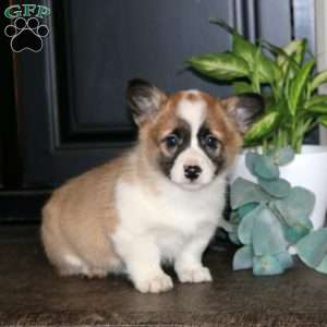 Macy, Pembroke Welsh Corgi Puppy