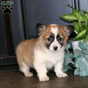 Macy, Pembroke Welsh Corgi Puppy